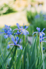 close up view of blue iris flowers