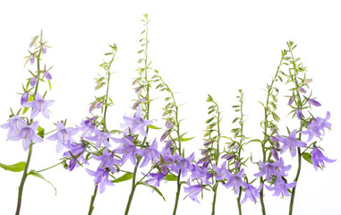 wild bellflower Campanula trachelium on a white background