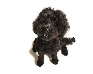 Black labradoodle dog looking up seen from a high angle view on a white background