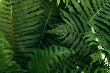 close up background with green fern leaves