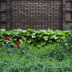 Part of the garden with lush green vegetation and a dark brick wall. Square photo. Copy space.