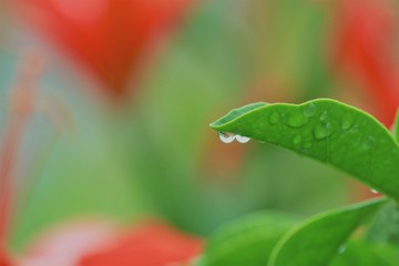 雫　赤いユリ背景