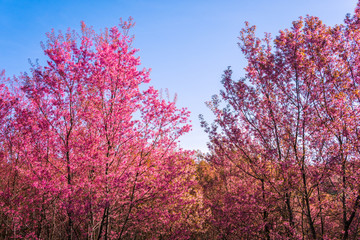 Obraz na płótnie Canvas Wild himalayan cherry in sunshine day