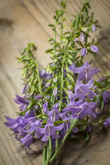 wild bellflower Campanula trachelium on an old wooden table background