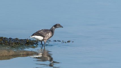 Canada goose in the sea, Brittany
