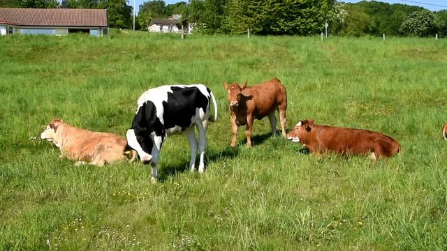 Four cows relaxing and grazing in a green field on a sunny day.