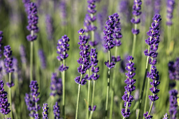  the blooming lavender flowers in Provence, near Sault, France