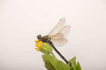 Dragonfly on Arnica