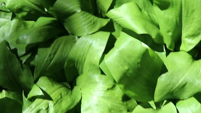 Allium ursinum is a wild mountain garlic