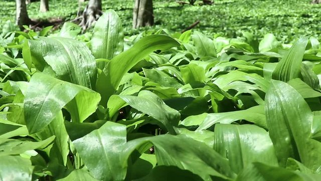 Allium ursinum is a wild mountain garlic