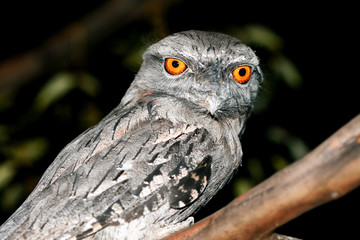 Australian Tawny Frogmouth perched on tree with dark background