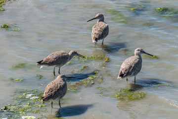 Willets, birds fishing on the shore 
