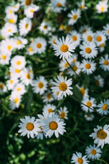 Fototapeta premium close up of floral background with beautiful chamomiles