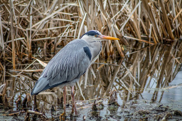 Heron Still