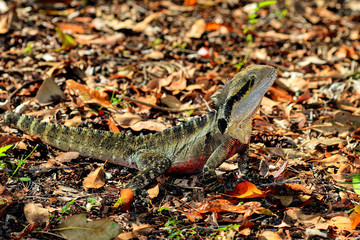 Australian Water Dragon in forest leaf litter
