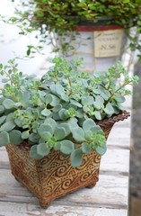 庭の多肉植物、ガーデニング