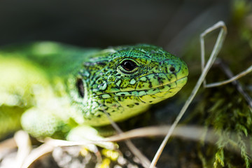 Male Lacerta Agilis Sand Lizard Reptile Animal Macro Portrait Close-up