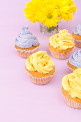 Cupcakes decorated with yellow and violet cream and chrysanthemums on violet pastel background for greeting card with copyscape.