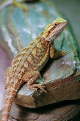 Australian Bearded Dragon resting on rock