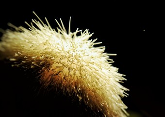 Shaving brush bristles