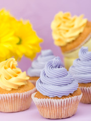 Cupcakes decorated with yellow and violet cream and chrysanthemums on violet pastel background for greeting card with copyscape.