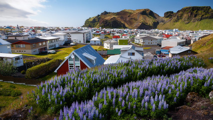 Picturesque summer landscape on heimaey Vestmannaeyjar iceland field of blooming lupine flowers