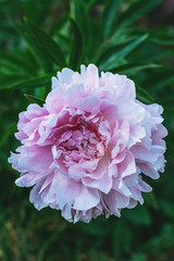 close up of pink peony flower on green background