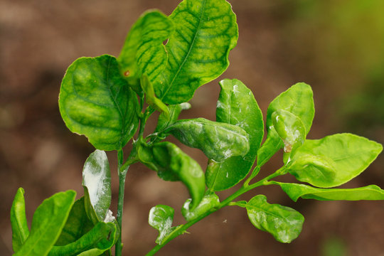 damage marked of Citrus Mealybug insect pest on lime leaf
