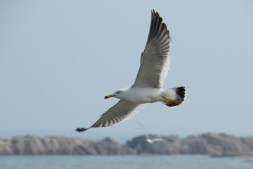 Seagull is flying and hunting in the sky near the sea