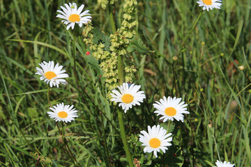 tender field chamomiles