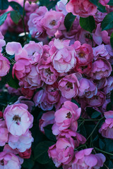 close up view of pink rose flowers on bush