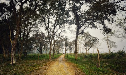 Fototapeta na wymiar A lonely walk in Gorumara National Park