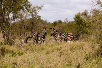 Fototapeta na wymiar Two Staring Zebras
