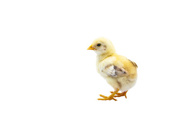 Cute baby chick standing with copy space. Isolated on white background