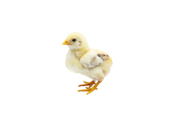 Cute baby chick standing. Isolated on white background