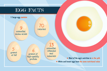 Banner with realistic raw egg nutrition infographics.