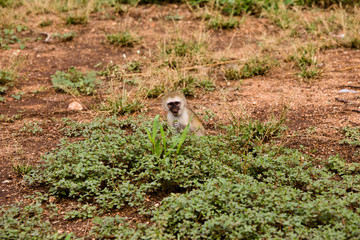 Baby Monkey Staring