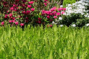Green fern field with pink & white flowers background. 