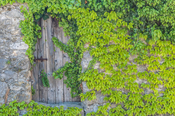 vintage wooden gate with rustic metal hinges in an old stone wall coverd in green vines