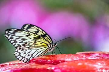Beautiful black, yellow, and white tropical butterfly. Tree nymph butterfly with vivid background. Summer spring concept