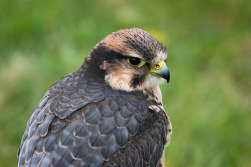 Side view portrait of a Lanner Falcon(Falco biarmicus)
