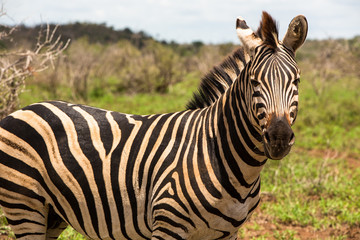 Fototapeta na wymiar Zebra Staring