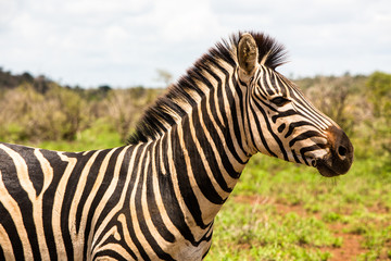 Fototapeta na wymiar Zebra Closeup 