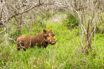 Wild Pig in Kruger National Park