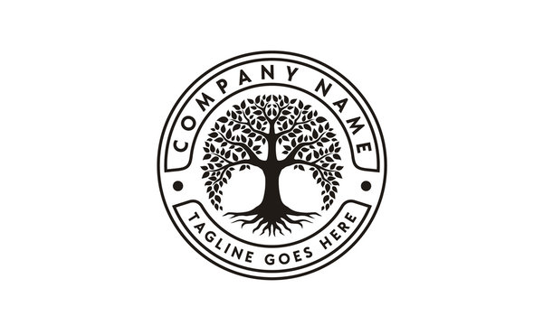 Root Leaf Family Tree of Life Oak Banyan Maple Stamp Seal Emblem Label  logo design vector