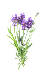 Lavender flower herb bunch white background