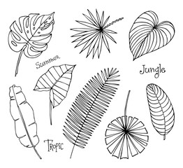 A set of hand drawn vector tropical leaves.