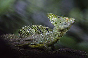 Male emerald basilisk lizard portrait