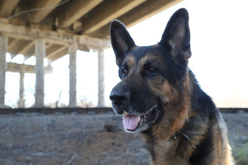 Dog German Shepherd under bridge outdoors