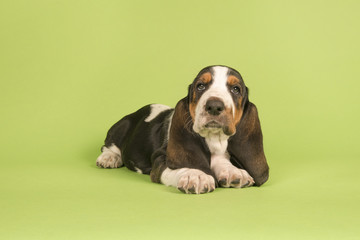 Cute basset hound puppy lying down on a green background © Elles Rijsdijk